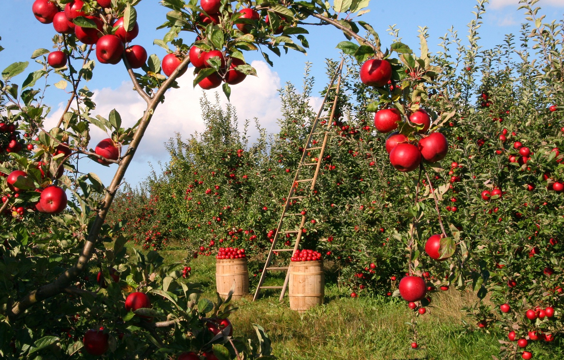 Les principes de la permaculture